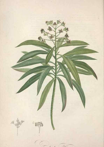 Reproducción/Reproduction 49499370541: Jardin de la Malmaison. A Paris :De l'imprimerie de Crapelet, et se trouve chez l'auteur ...,1803-1804.. 