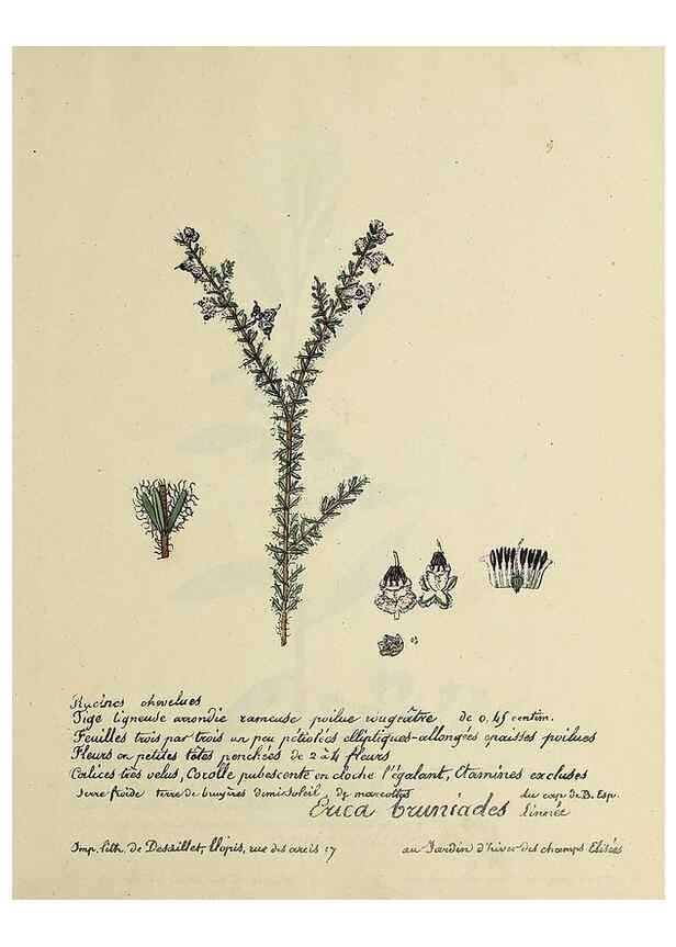 Reproducción/Reproduction 49500793553: Flore universelle. Saint-Denis :Au Bureau et chez Meilhac :[1848]-[1849]. 