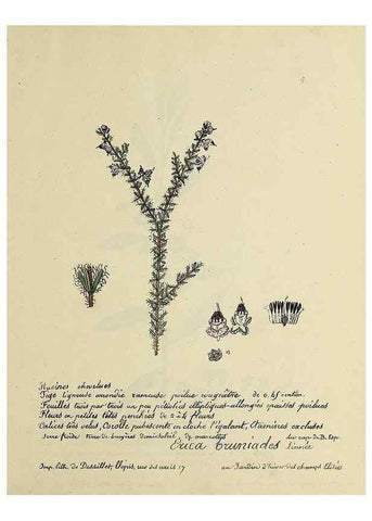Reproducción/Reproduction 49500793553: Flore universelle. Saint-Denis :Au Bureau et chez Meilhac :[1848]-[1849]. 