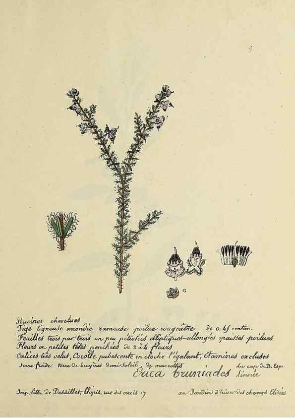 Reproducción/Reproduction 49500793553: Flore universelle. Saint-Denis :Au Bureau et chez Meilhac :[1848]-[1849]. 