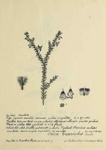 Reproducción/Reproduction 49500793553: Flore universelle. Saint-Denis :Au Bureau et chez Meilhac :[1848]-[1849]. 