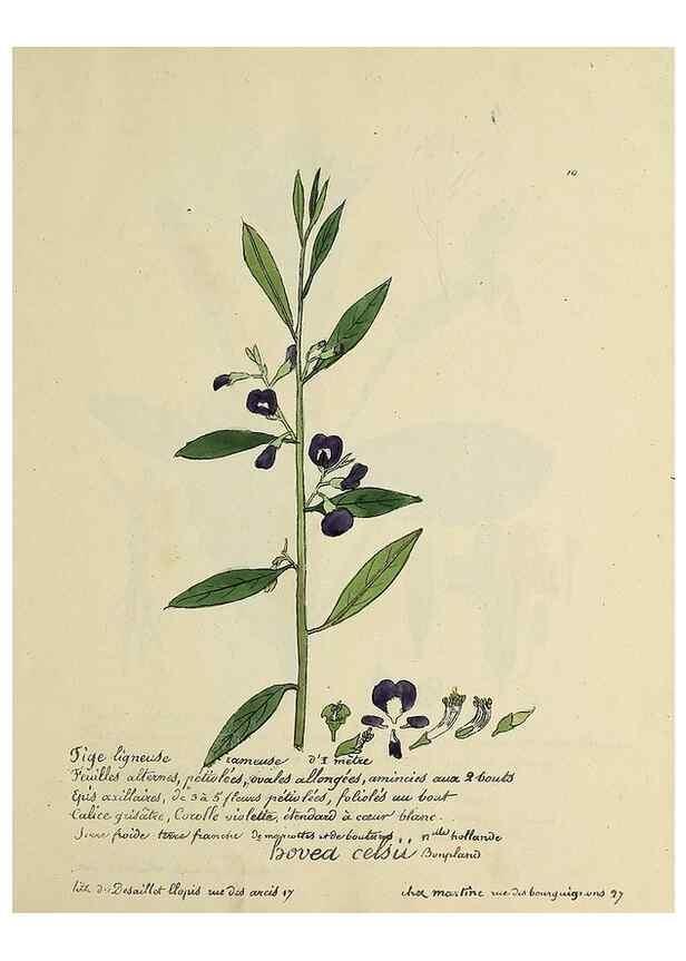 Reproducción/Reproduction 49501521992: Flore universelle. Saint-Denis :Au Bureau et chez Meilhac :[1848]-[1849]. 