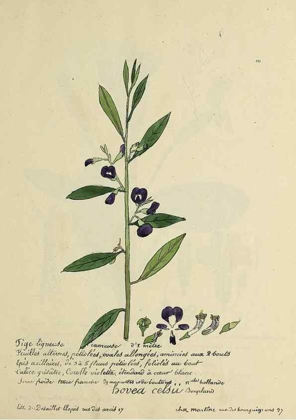 Reproducción/Reproduction 49501521992: Flore universelle. Saint-Denis :Au Bureau et chez Meilhac :[1848]-[1849]. 