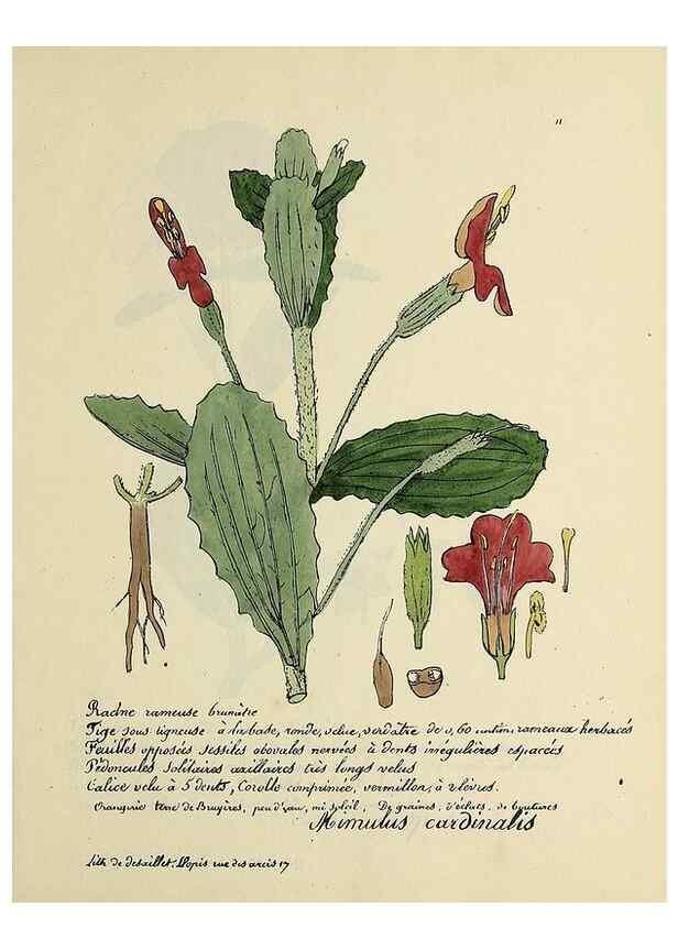 Reproducción/Reproduction 49500794188: Flore universelle. Saint-Denis :Au Bureau et chez Meilhac :[1848]-[1849]. 