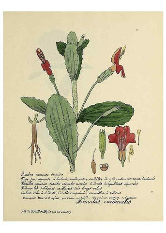 Reproducción/Reproduction 49500794188: Flore universelle. Saint-Denis :Au Bureau et chez Meilhac :[1848]-[1849]. 