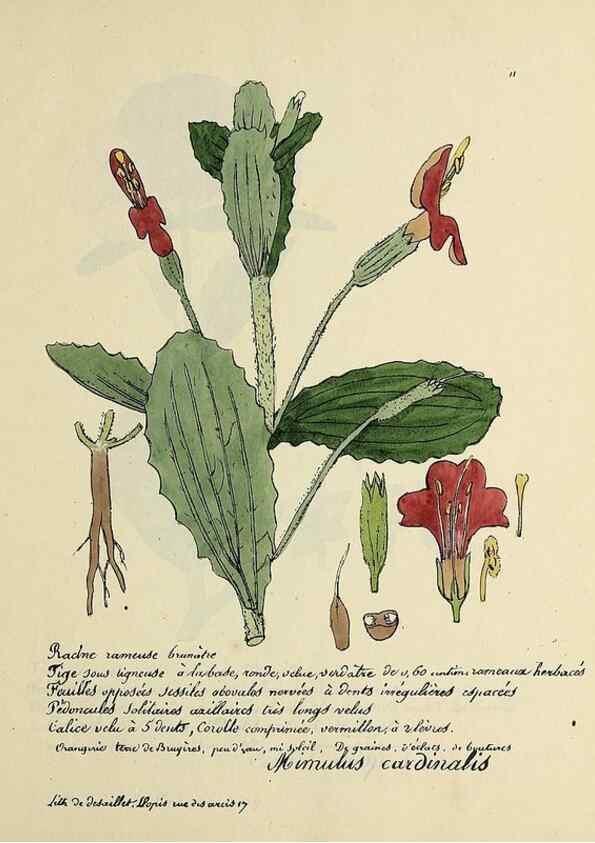 Reproducción/Reproduction 49500794188: Flore universelle. Saint-Denis :Au Bureau et chez Meilhac :[1848]-[1849]. 