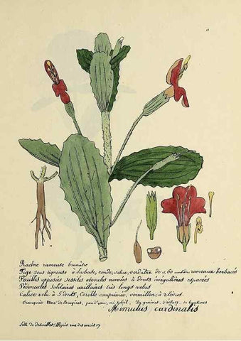 Reproducción/Reproduction 49500794188: Flore universelle. Saint-Denis :Au Bureau et chez Meilhac :[1848]-[1849]. 