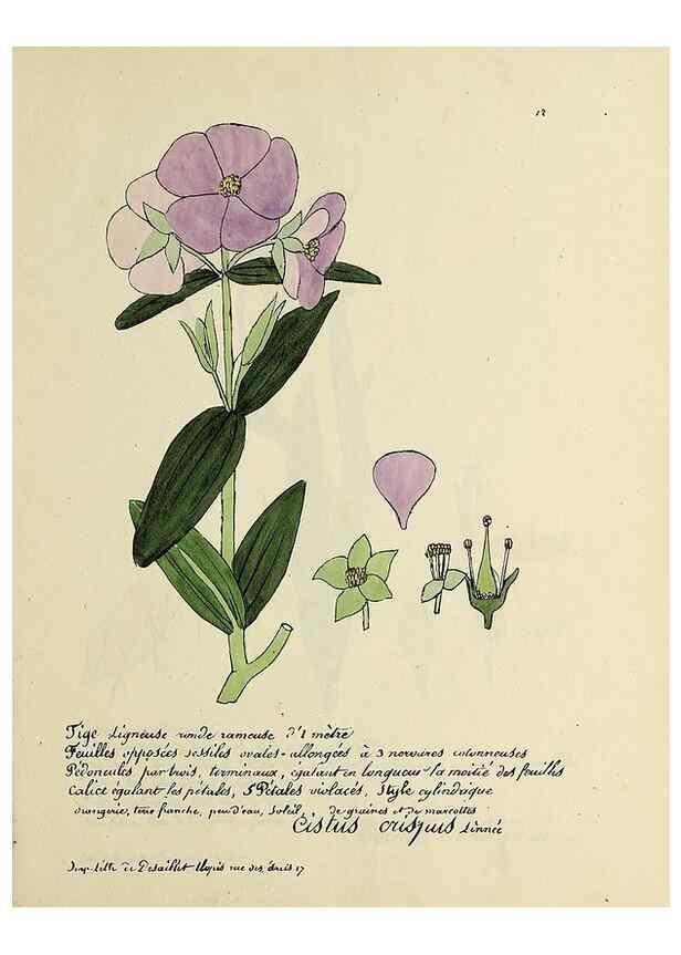 Reproducción/Reproduction 49500794433: Flore universelle. Saint-Denis :Au Bureau et chez Meilhac :[1848]-[1849]. 