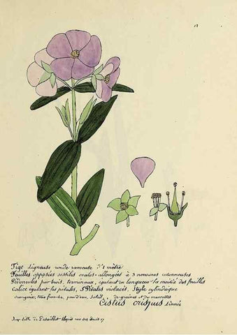 Reproducción/Reproduction 49500794433: Flore universelle. Saint-Denis :Au Bureau et chez Meilhac :[1848]-[1849]. 