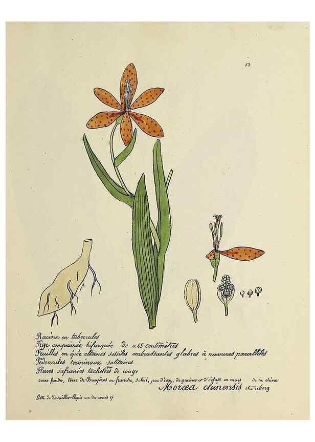 Reproducción/Reproduction 49500794738: Flore universelle. Saint-Denis :Au Bureau et chez Meilhac :[1848]-[1849]. 