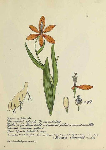 Reproducción/Reproduction 49500794738: Flore universelle. Saint-Denis :Au Bureau et chez Meilhac :[1848]-[1849]. 