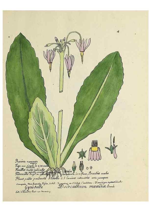 Reproducción/Reproduction 49501300376: Flore universelle. Saint-Denis :Au Bureau et chez Meilhac :[1848]-[1849]. 