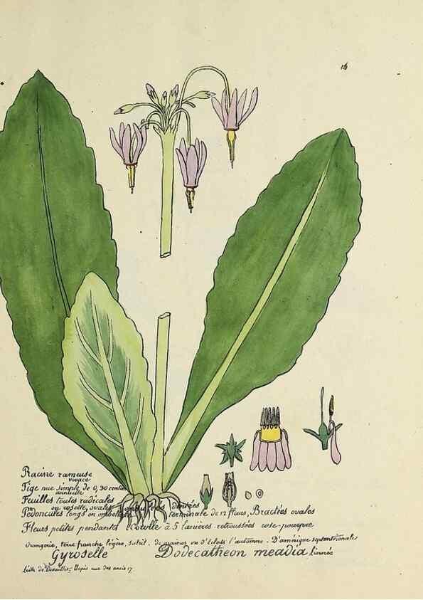 Reproducción/Reproduction 49501300376: Flore universelle. Saint-Denis :Au Bureau et chez Meilhac :[1848]-[1849]. 