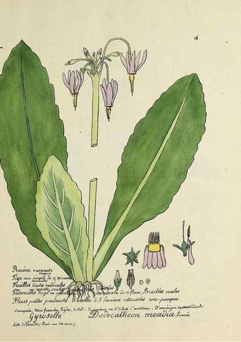 Reproducción/Reproduction 49501300376: Flore universelle. Saint-Denis :Au Bureau et chez Meilhac :[1848]-[1849]. 