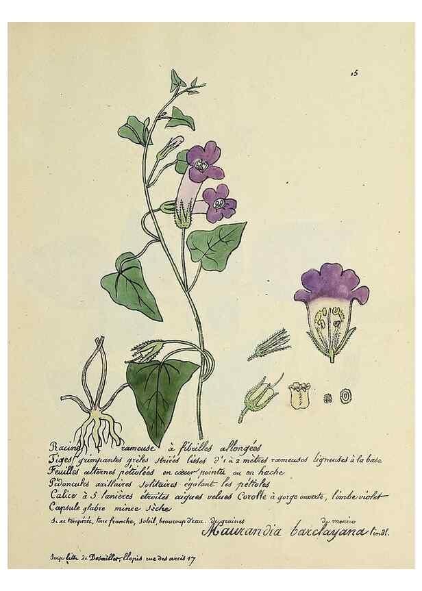 Reproducción/Reproduction 49501523502: Flore universelle. Saint-Denis :Au Bureau et chez Meilhac :[1848]-[1849]. 