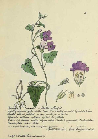 Reproducción/Reproduction 49501523502: Flore universelle. Saint-Denis :Au Bureau et chez Meilhac :[1848]-[1849]. 