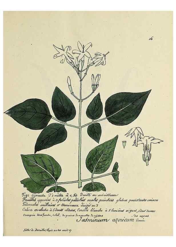 Reproducción/Reproduction 49500795853: Flore universelle. Saint-Denis :Au Bureau et chez Meilhac :[1848]-[1849]. 