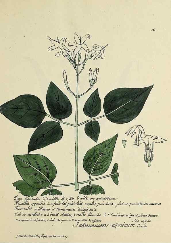 Reproducción/Reproduction 49500795853: Flore universelle. Saint-Denis :Au Bureau et chez Meilhac :[1848]-[1849]. 