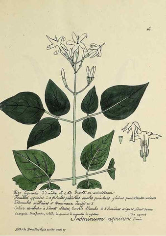 Reproducción/Reproduction 49500795853: Flore universelle. Saint-Denis :Au Bureau et chez Meilhac :[1848]-[1849]. 