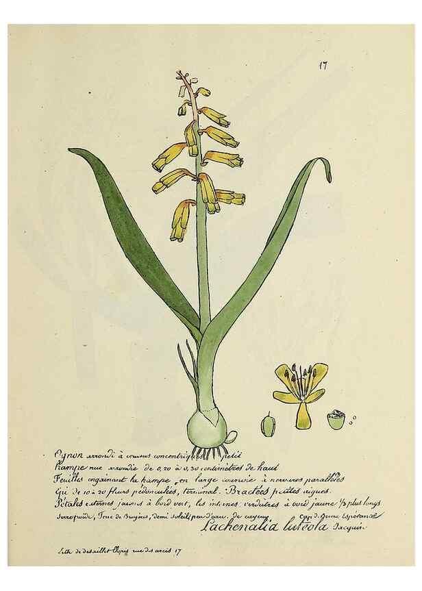 Reproducción/Reproduction 49501524162: Flore universelle. Saint-Denis :Au Bureau et chez Meilhac :[1848]-[1849]. 