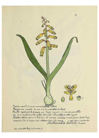 Reproducción/Reproduction 49501524162: Flore universelle. Saint-Denis :Au Bureau et chez Meilhac :[1848]-[1849]. 