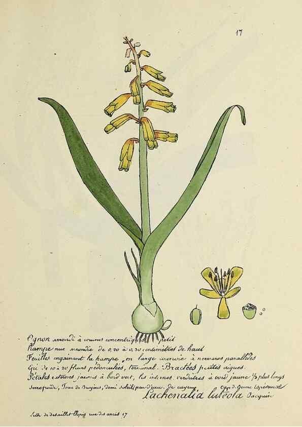 Reproducción/Reproduction 49501524162: Flore universelle. Saint-Denis :Au Bureau et chez Meilhac :[1848]-[1849]. 