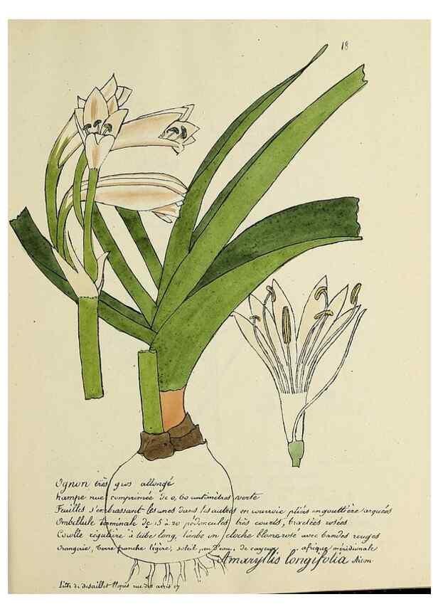 Reproducción/Reproduction 49501301606: Flore universelle. Saint-Denis :Au Bureau et chez Meilhac :[1848]-[1849]. 