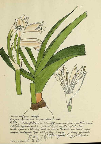 Reproducción/Reproduction 49501301606: Flore universelle. Saint-Denis :Au Bureau et chez Meilhac :[1848]-[1849]. 
