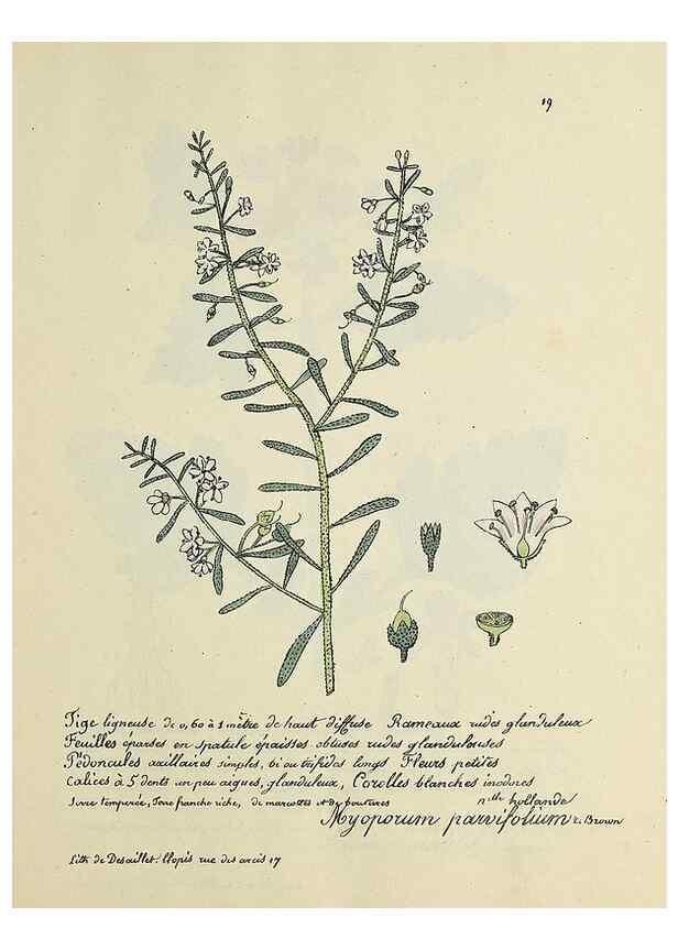 Reproducción/Reproduction 49501524737: Flore universelle. Saint-Denis :Au Bureau et chez Meilhac :[1848]-[1849]. 