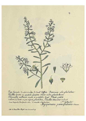 Reproducción/Reproduction 49501524737: Flore universelle. Saint-Denis :Au Bureau et chez Meilhac :[1848]-[1849]. 