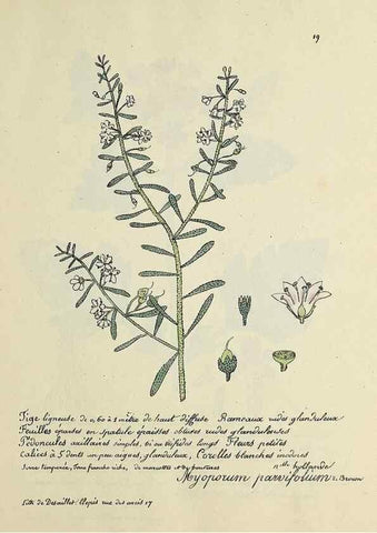 Reproducción/Reproduction 49501524737: Flore universelle. Saint-Denis :Au Bureau et chez Meilhac :[1848]-[1849]. 