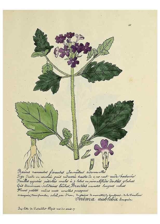 Reproducción/Reproduction 49500796948: Flore universelle. Saint-Denis :Au Bureau et chez Meilhac :[1848]-[1849]. 