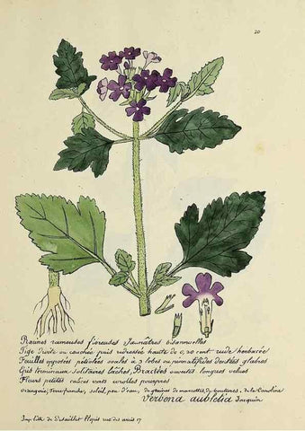 Reproducción/Reproduction 49500796948: Flore universelle. Saint-Denis :Au Bureau et chez Meilhac :[1848]-[1849]. 