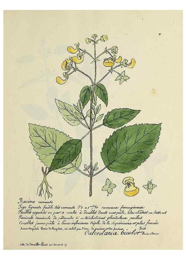 Reproducción/Reproduction 49501525387: Flore universelle. Saint-Denis :Au Bureau et chez Meilhac :[1848]-[1849]. 
