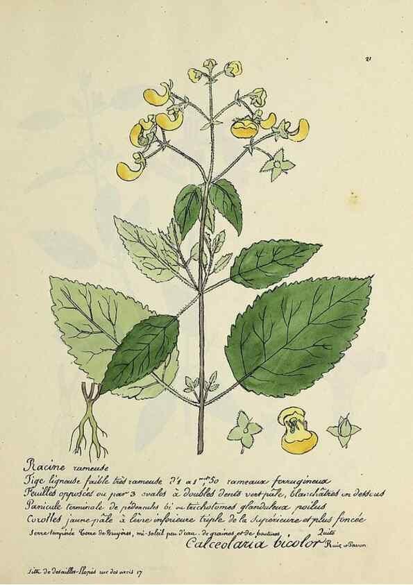 Reproducción/Reproduction 49501525387: Flore universelle. Saint-Denis :Au Bureau et chez Meilhac :[1848]-[1849]. 