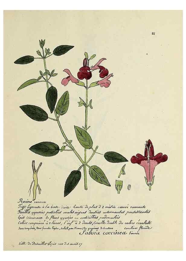Reproducción/Reproduction 49501302761: Flore universelle. Saint-Denis :Au Bureau et chez Meilhac :[1848]-[1849]. 