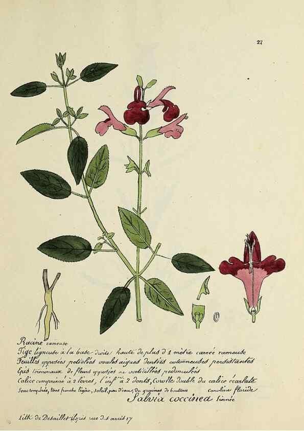 Reproducción/Reproduction 49501302761: Flore universelle. Saint-Denis :Au Bureau et chez Meilhac :[1848]-[1849]. 