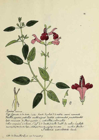 Reproducción/Reproduction 49501302761: Flore universelle. Saint-Denis :Au Bureau et chez Meilhac :[1848]-[1849]. 