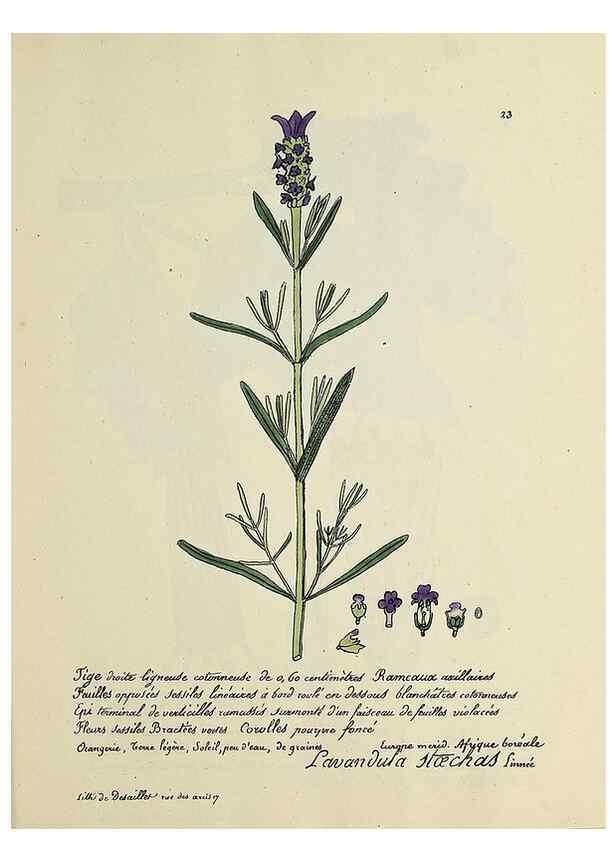 Reproducción/Reproduction 49500797888: Flore universelle. Saint-Denis :Au Bureau et chez Meilhac :[1848]-[1849]. 