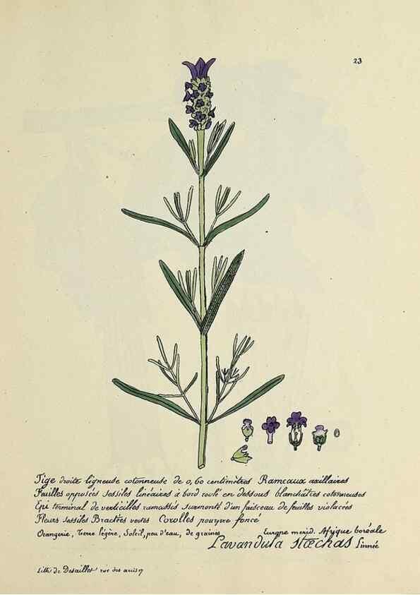 Reproducción/Reproduction 49500797888: Flore universelle. Saint-Denis :Au Bureau et chez Meilhac :[1848]-[1849]. 