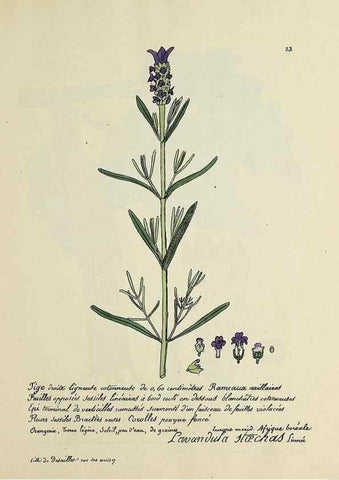 Reproducción/Reproduction 49500797888: Flore universelle. Saint-Denis :Au Bureau et chez Meilhac :[1848]-[1849]. 