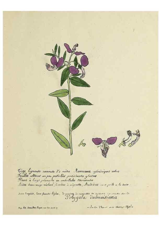 Reproducción/Reproduction 49500793213: Flore universelle. Saint-Denis :Au Bureau et chez Meilhac :[1848]-[1849]. 