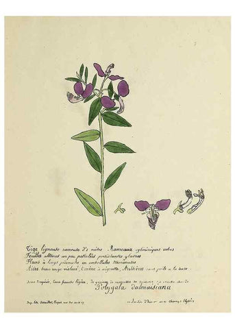Reproducción/Reproduction 49500793213: Flore universelle. Saint-Denis :Au Bureau et chez Meilhac :[1848]-[1849]. 