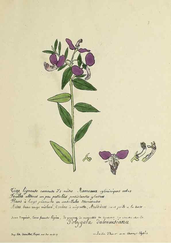 Reproducción/Reproduction 49500793213: Flore universelle. Saint-Denis :Au Bureau et chez Meilhac :[1848]-[1849]. 