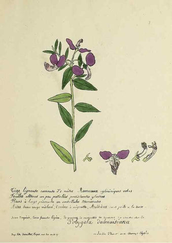 Reproducción/Reproduction 49500793213: Flore universelle. Saint-Denis :Au Bureau et chez Meilhac :[1848]-[1849]. 