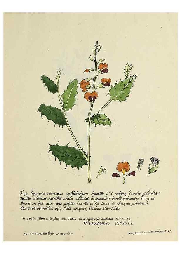 Reproducción/Reproduction 49501521117: Flore universelle. Saint-Denis :Au Bureau et chez Meilhac :[1848]-[1849]. 