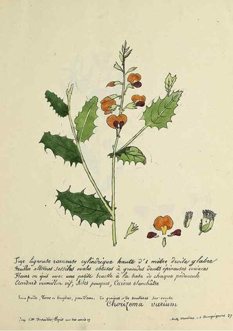 Reproducción/Reproduction 49501521117: Flore universelle. Saint-Denis :Au Bureau et chez Meilhac :[1848]-[1849]. 