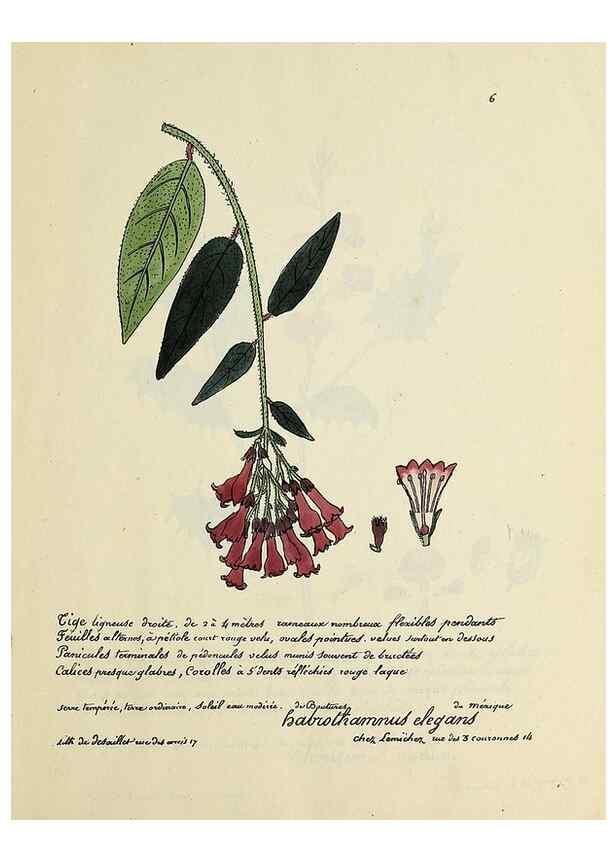 Reproducción/Reproduction 49500792538: Flore universelle. Saint-Denis :Au Bureau et chez Meilhac :[1848]-[1849]. 