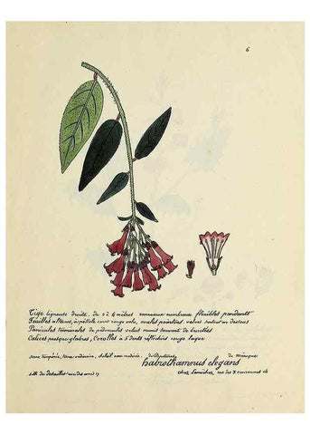 Reproducción/Reproduction 49500792538: Flore universelle. Saint-Denis :Au Bureau et chez Meilhac :[1848]-[1849]. 