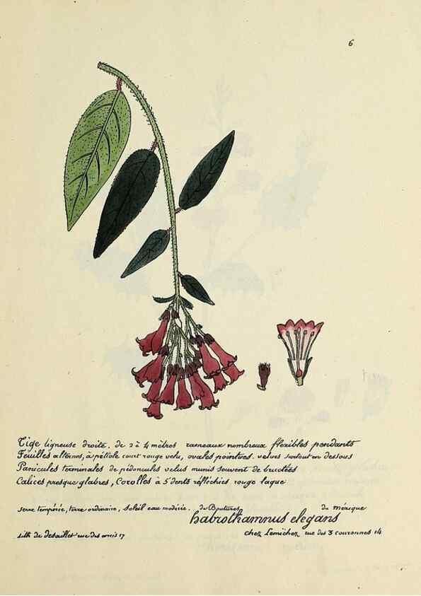 Reproducción/Reproduction 49500792538: Flore universelle. Saint-Denis :Au Bureau et chez Meilhac :[1848]-[1849]. 